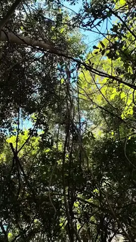 เที่ยวแรก เสริฟอาหาร เรียบร้อย  #กดติดตาม #ช่องบก #ช่องอานม้า #ชายแดนไทยกัมพูชา #ไทยนี้รักสงบเเต่ถึงรบไม่ขลาด @เทพบุตร_ลายพราง 💂🇹🇭 