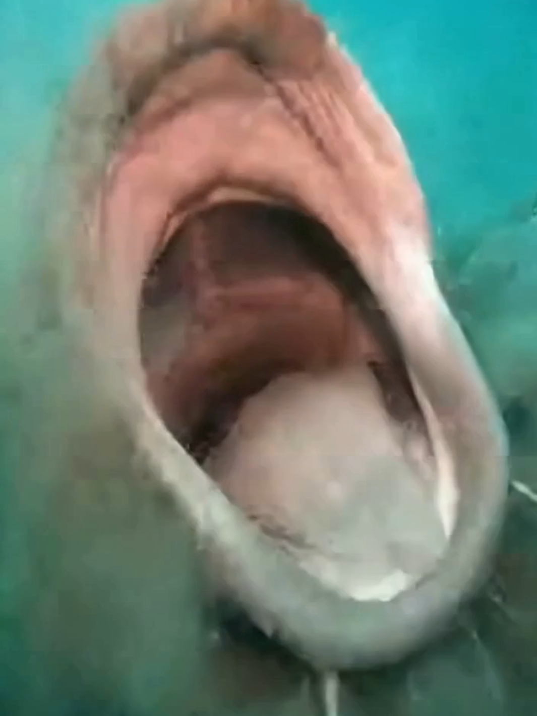 discovring sinking submarine but what inside.....😱 #scubadiving #underwater #fypシ #shark #starfish 