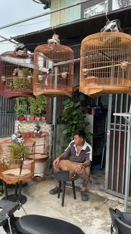 niềm vui của e mỗi ngày 🥰#chimcanh #chimcanhvietnam #dammechimcanh #choelua #chaomao 