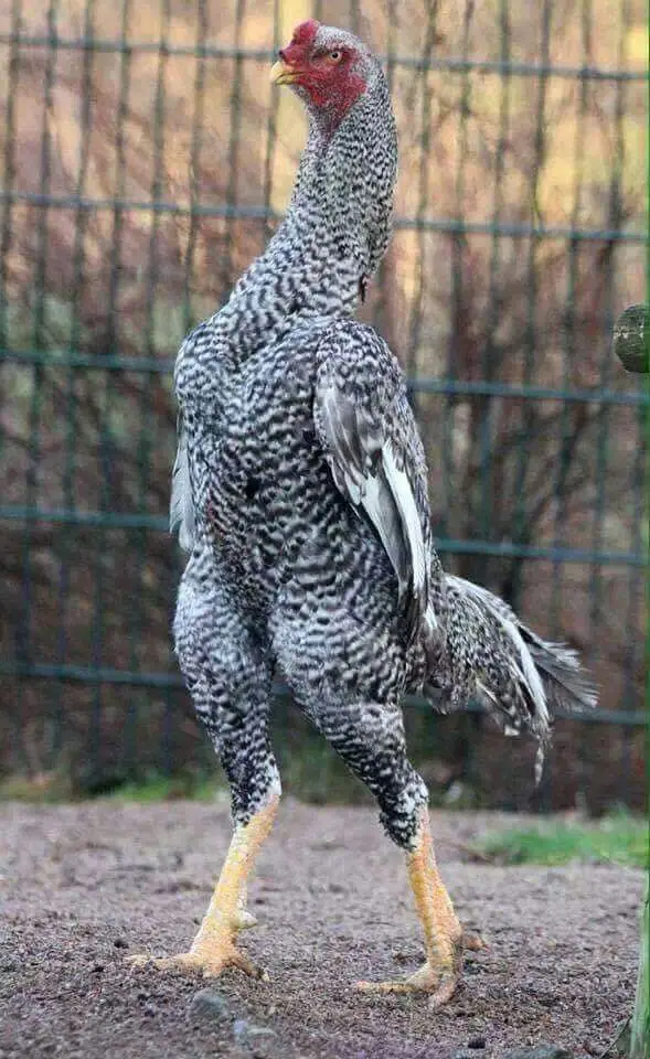 #viral #murga #viralvideo #viraltiktok #trending @M___? 