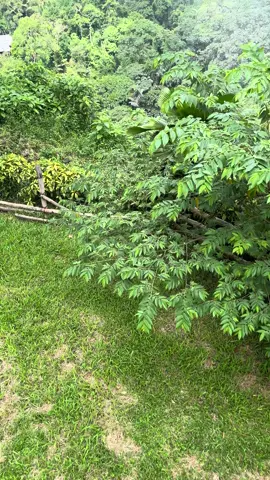 Just conquered the highest zipline in southeast asia. 😅 #southcotabato #lakesebu #nature #paradise #fyp