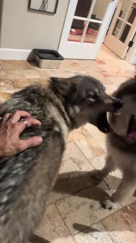 After dinner shenanigans #🐺 #❤️ 