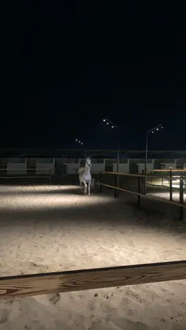 #مربط_العزم #explore #المغمس #خيل_وخياله🐎 #fyppppppppppppppppppppppp 