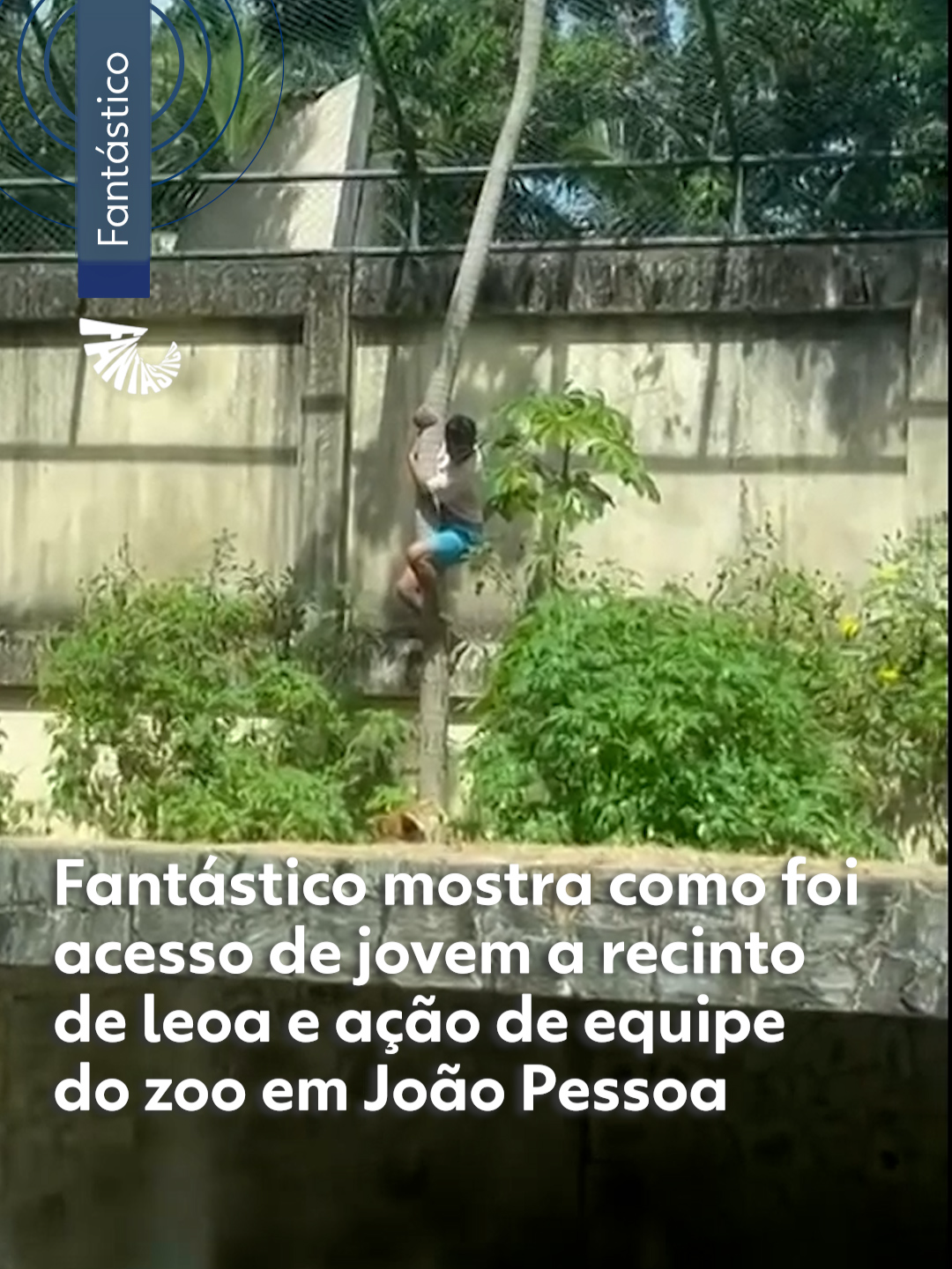 #Fantástico - Uma cena que chocou o país. Gerson de Melo Machado, de 19 anos, foi atacado ao entrar na jaula de uma leoa no Parque Zoobotânico de João Pessoa, na Paraíba. Por trás da morte, que impressiona e comove, são muitas camadas. Abandono, desrespeito, negligência. O Fant esteve no local para mostrar como foi possível o acesso e apurar como foi a ação da equipe do zoo logo após o ataque. Veja a reportagem completa clicando em 'Leia o artigo'. #Fant #g1  #tiktoknotícias #leoa #vaqueirinho #JoãoPessoa #zoológico #leão