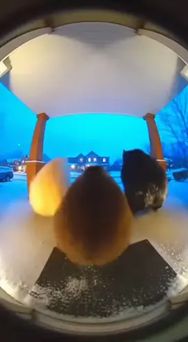 #fyp #funny #funnyanimals #animals #fypシ゚viral 