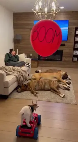 فوضى بعد فرقعة البلونة! 🤣🐐🎈 📌 الهشتاجات: #كلاب #كلبي #ضحك #مقالب #حيوانات_أليفة 
