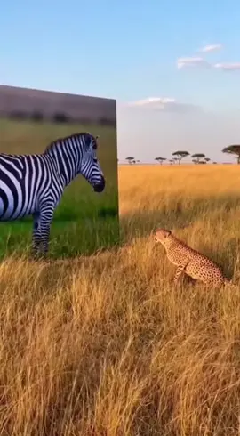 Ouch! Cheetah vs Zebra #funnyanimal #fyp #wildanimals #viral 