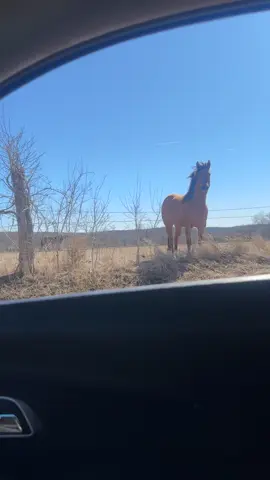 Time a saw a horse #lanadelrey #horse #majestic  #fyp 