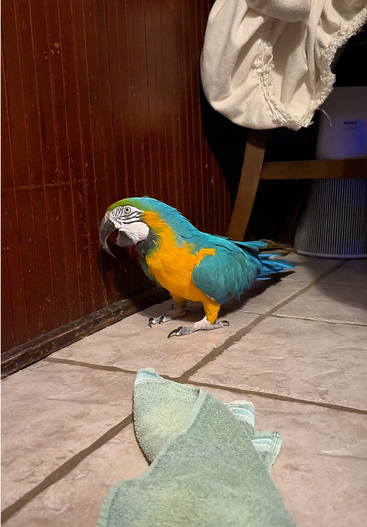 Roscoe singing the song of his people 🩵#blueandgoldmacaw #macawsoftiktok #parrotsoftiktok #singingparrot 