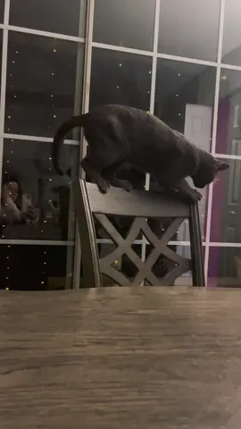 ######🐈‍⬛🥰❤️♡☆♡ 