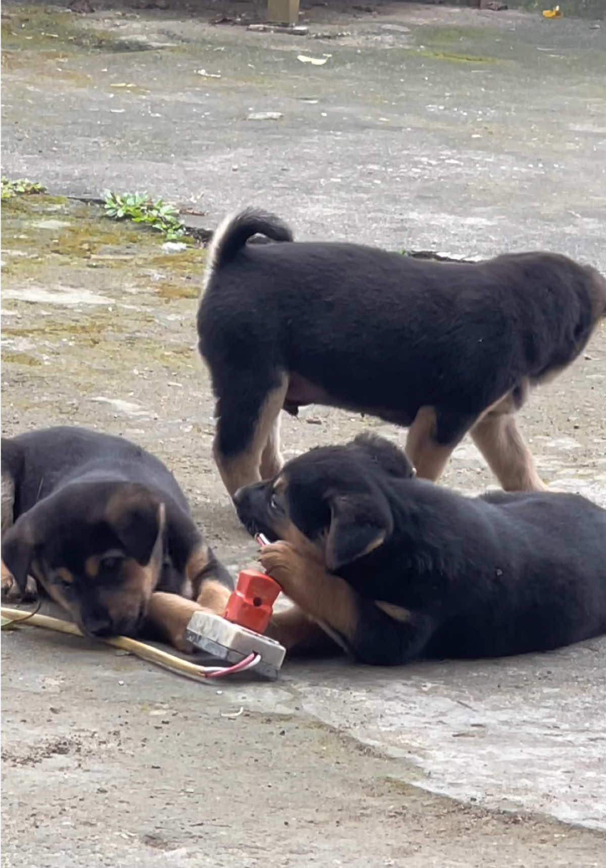 wait until the electric shock part 🫣🫣 #dog #dogsofttiktok #dogvideos #doglife 