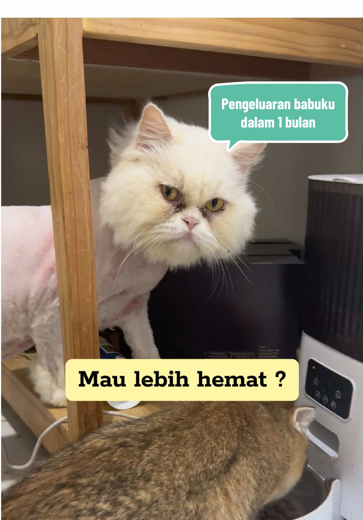 4 pcs untuk 3 bulan ! Ada yang pake juga ?  . . #perawatankucing #fypシ #protema #rekomendasikreator #viral @maggproindonesia 