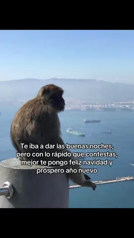 🙂🙃 #life #mono #monkey #buenasnoches #foryoupage 