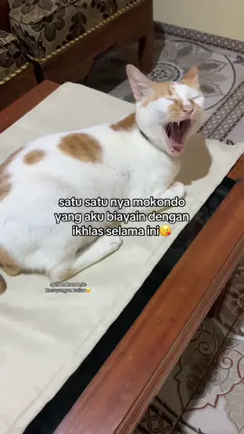 mokondo ku lucu banget #kucing #mokondo #catlover 