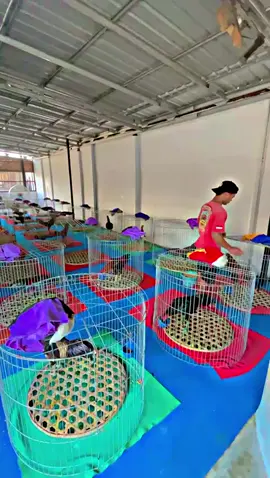 Rutinitas pagi bolo ✅️🏆 #fyp #fyppppppppppppppppppppppp #fypage #peternakmuda #peternakayam 