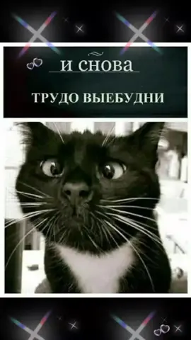 #котоутро #котейка #позитив #понедельник 