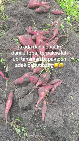 udah bisanya ke danau toba kita ni bang??🤣🤣#katakata  #trendvideo 