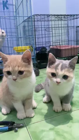 jangan salfok sama yg belakang 🤭 •openadopt• #cat #kitten #videokucinglucu #kucingtiktok 