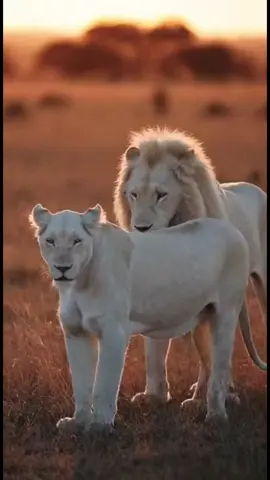 ليس حب الرجل للمراة مجرد ميل عابر#garinafreefire #عبارات #خواطر_للعقول_الراقية #اقتباسات_عبارات_خواطر #Fifarabcup #fifarabcup 