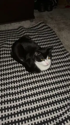 🎷🥱 #tuxedocatsoftiktok #fypシ゚viral #cat #tuxedocat #freeformjazz 