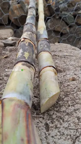 #fyp #farming #luoluhyaboy #muhoroni 