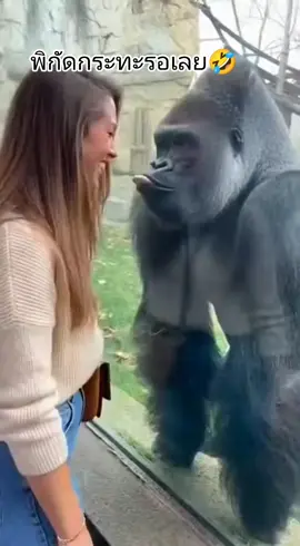 กอริลล่ายังโดนขนาดนี้🤣 