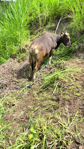 Mafaza Farm#sapibali #peternakmuda #