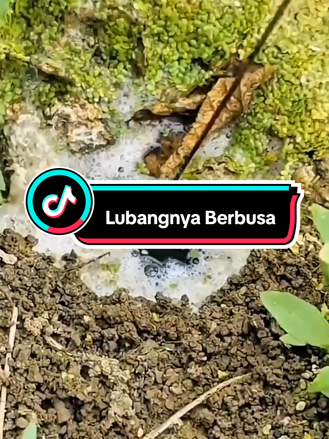 Lubangnya Berbusa Langsung Di Sambar Oleh Belutnya Ketika Umpan Di Celupkan 😱#mancingbelutsawah #belut #trending #viral #mancingbelutmonster 