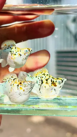 Bò tùm lum màu 😙 #camolly #mollyfish #thailand🇹🇭 #cacanhthuysinh #mollybosua 