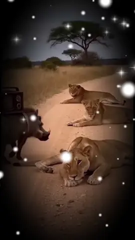 عرس🤣🤣#اكسبلور ##