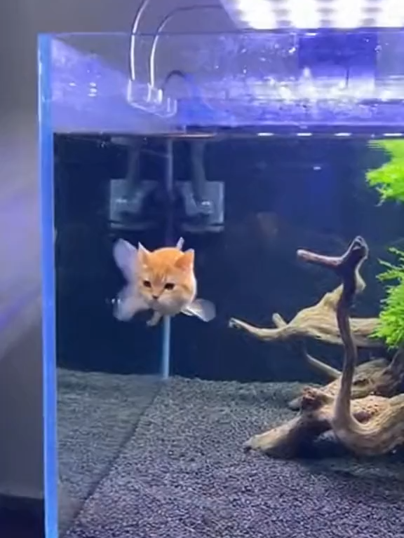 Cá mèo #cácảnh #bểcá