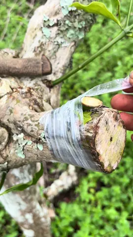 Kameramen bintang 1 #fyp #petanimuda #okulasi #stek #petanikopi 