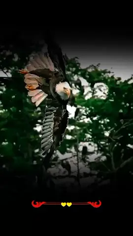 #foryou #viral #poetry #lovelypoetry😍 #trendingvideos @TikTok UK 