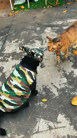 เป็นกำลังใจให้พี่ๆทหารไทยทุกท่าน ขอให้ทุกคนทุกชีวิตปลอดภัยครับ🙏🤍🇹🇭 #เซินเจิ้น🐈‍⬛ #ฟีดดดシ #fyp  #ไทยแลนด์🇹🇭 #thailand 