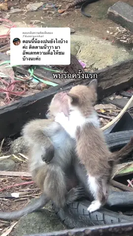 ตอบกลับ @𝓣𝓱𝓪𝓷𝓻𝓾𝓮𝓽𝓱𝓪𝓲 #แมวบทถนน #เทรนด์วันนี้  #ขึ้นฟีดเถอะ  #ลูกแมว 