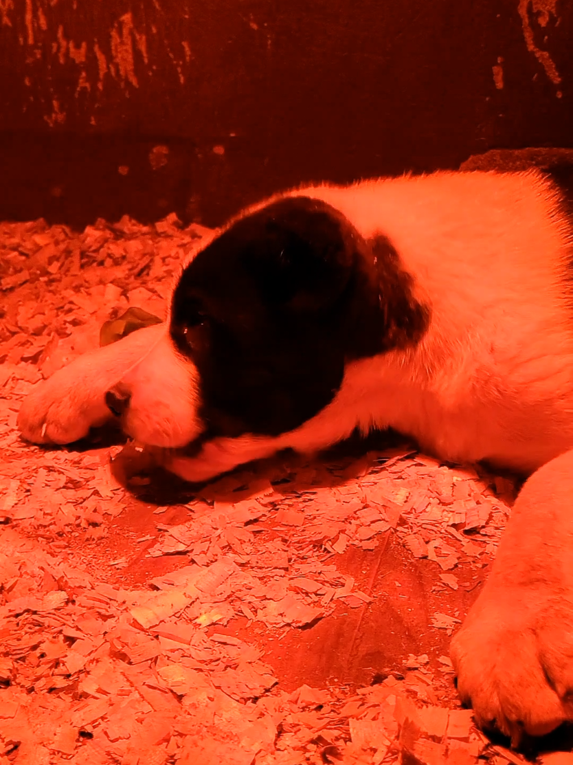 #alabai #alabaipuppy #fyp 