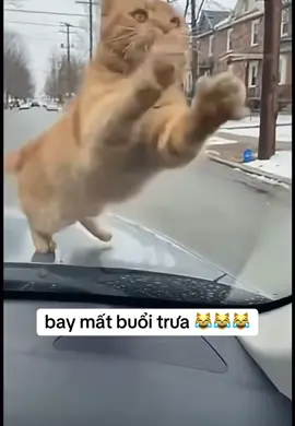 phá mấy chú mèo #cat #fyp #prank #funny