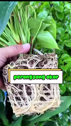 Cara membuat perangsang akar #perangsangakar #antihama #caratanam #tanamanorganik