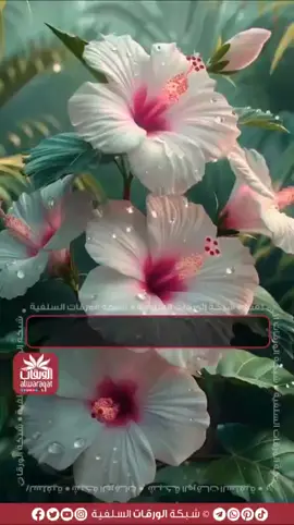 💐 أهمية دراسة علم #النحو لـ #طالب_العلم_الشرعي 🎙 فضيلة الشيخ العلامة ##عبدالسلام_بن_برجس رحمه الله 📥لتحميل التقويم: https://bit.ly/17-06-1447 📥 بدون التقويم: https://bit.ly/12-11-1445W . . . . . . .               