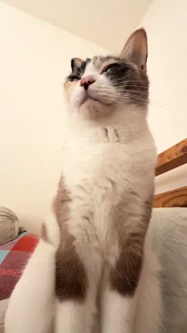 今朝は、猫圧で恐る恐る起きました #猫のいる暮らし #猫のいる生活 #日常#おすすめ#おすすめにのりたい 