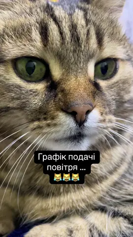жартикотів#котячіжарти#котикидлянастрою#мемипрокотів#котикивідео#котячісмішніісторії