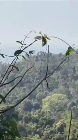 ทหารไทยยิงถล่ม ฐานทหารเขมร ที่ปราสาทตาควาย cr. Army Military Force  . #MGRonline #MGRinfographic #ปราสาทตาควาย #ฐานทหารเขมร