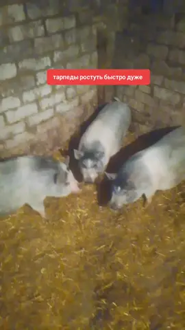 кабан бублик #бублик #травоядныепоросята #тарпеда #чиназес #кабанбублик 