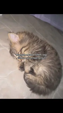 Nyenyenye #ibansarawak #masukberanda #zxycba #fypsarawak #fyp 