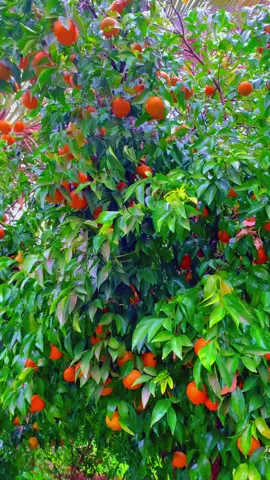 #صباح_المطر_والجو_الرايق🌧🌱#عاده_نشر_فيديو🔄 #لايك_متابعه #اكسبلور❤️ ########