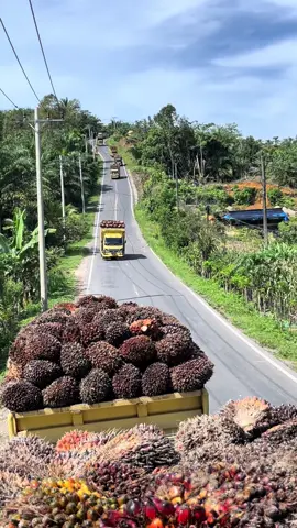 KURIR SAWIT #sawitontiktok #fyp #aceh #sawitaceh #sawitbalap 