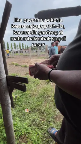 Godaan terberat di pasar 🤣😂 #peternaksapiindonesia #peternakmilenial #pedetsuper #pasarsapi #arenapedetjawabarat 
