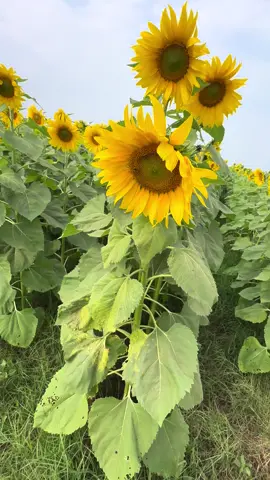 ae đã đến xem hoa chưa =)))) #dio110 #vision #hoale 