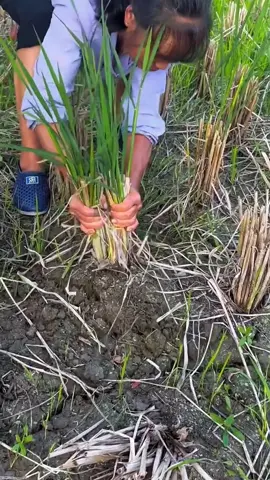 #fishing #viral_video #videoviral #fishcatch  #foryoupage❤️❤️ 