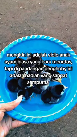 #anakanayam #jagoarfarm 